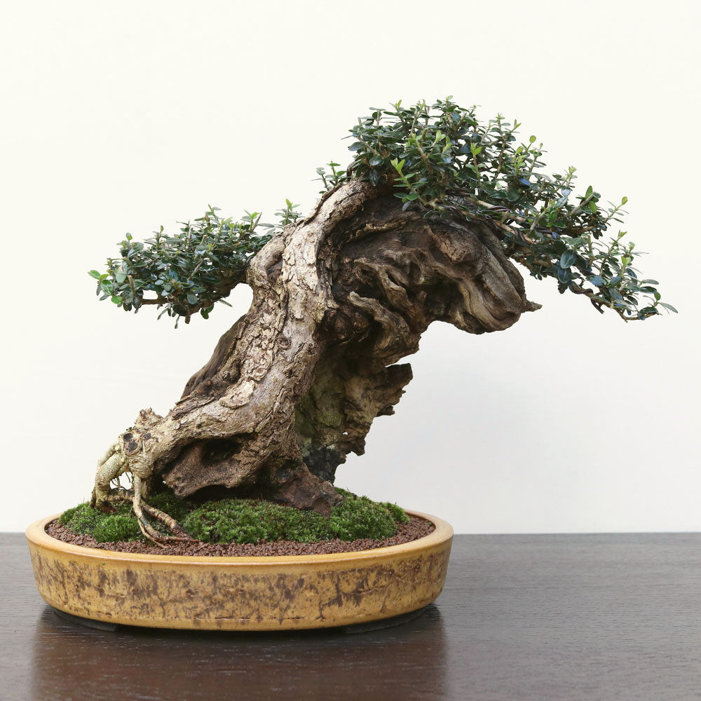 modern bonsai pot Mid Century Bonsai Bowl Planter - Medium main image 1