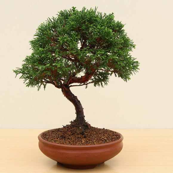 (I) ITOIGAWA JUNIPER (Juniperus chinensis 'itoigawa')