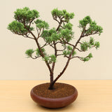 (J) CHINESE JUNIPER (Juniperus chinensis)