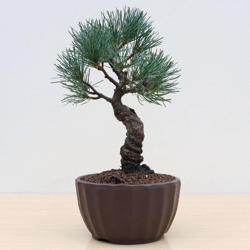 H) JAPANESE WHITE PINE (Pinus parviflora) – Derbyshire Bonsai