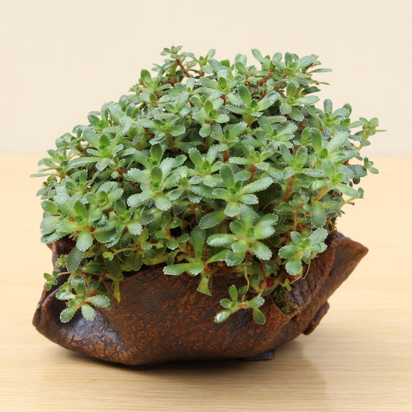 (J) Encrusted Saxifrage 'Paniculata' Accent Plant.