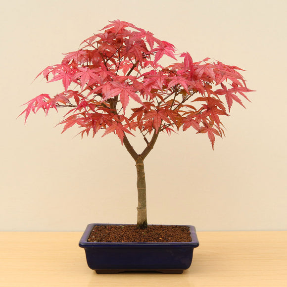 (A1) JAPANESE RED MAPLE (Acer palmatum 'Deshojo')
