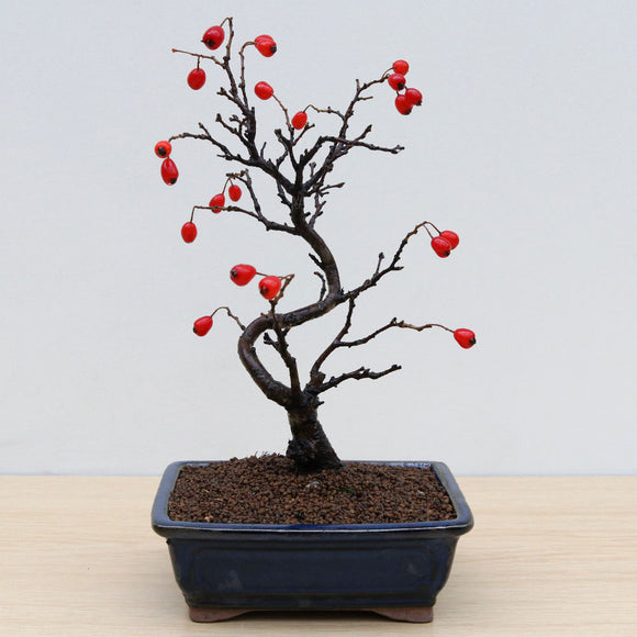 (A1) ORIENTAL PHOTINIA (Photinia villosa)