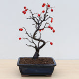 (A1) ORIENTAL PHOTINIA (Photinia villosa)