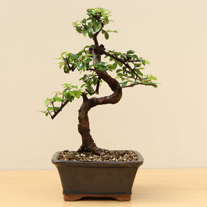 (A1) CHINESE ELM (Ulmus parvifolia)