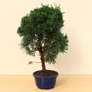 (A1) CHINESE JUNIPER (Juniperus chinensis)