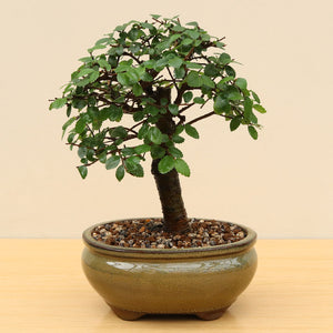 (A1) CHINESE ELM (Ulmus parvifolia)