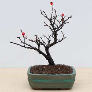 (A2) ORIENTAL PHOTINIA (Photinia villosa)
