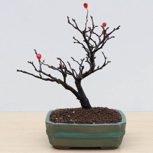 (A2) ORIENTAL PHOTINIA (Photinia villosa)