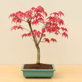 (A2) JAPANESE RED MAPLE (Acer palmatum 'Deshojo')