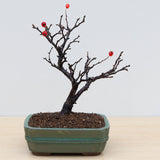 (A2) ORIENTAL PHOTINIA (Photinia villosa)