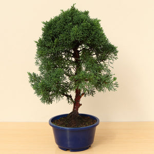 (A2) CHINESE JUNIPER (Juniperus chinensis)
