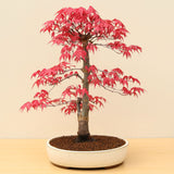 (A3) JAPANESE RED MAPLE (Acer palmatum 'Deshojo')