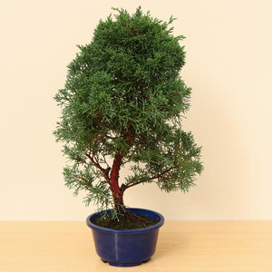 (A3) CHINESE JUNIPER (Juniperus chinensis)