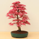 (A4) JAPANESE RED MAPLE (Acer palmatum 'Deshojo')
