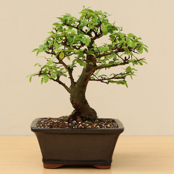 (A4) CHINESE ELM (Ulmus parvifolia)