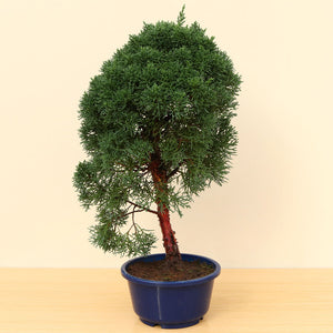 (A4) CHINESE JUNIPER (Juniperus chinensis)