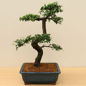 (A5) CHINESE ELM (Ulmus parvifolia)