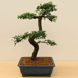 (A5) CHINESE ELM (Ulmus parvifolia)