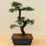 (A5) CHINESE ELM (Ulmus parvifolia)