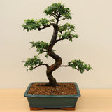 (A6) CHINESE ELM (Ulmus parvifolia)