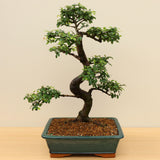 (A6) CHINESE ELM (Ulmus parvifolia)