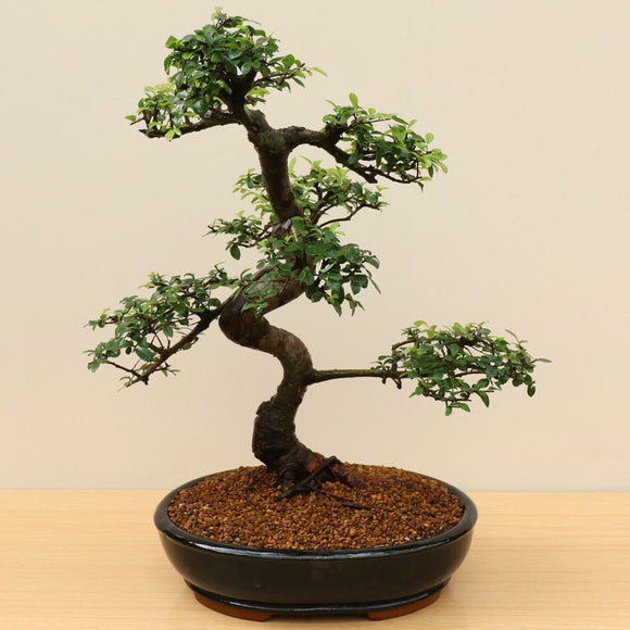 (A7) CHINESE ELM (Ulmus parvifolia)