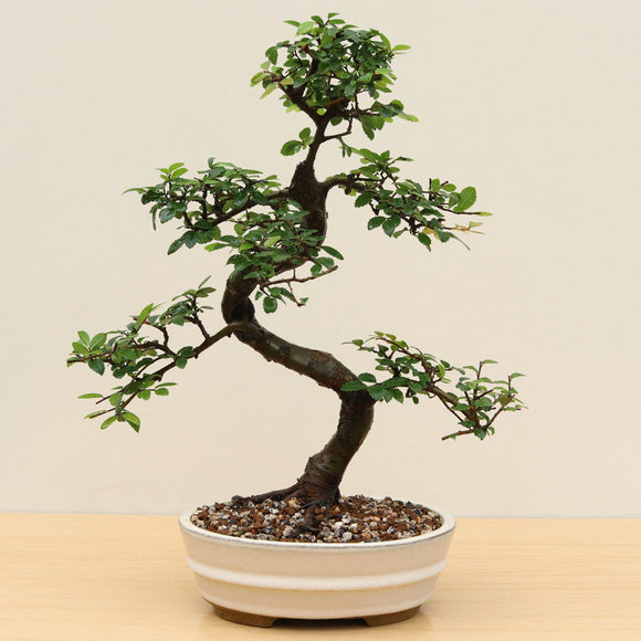 (A8) CHINESE ELM (Ulmus parvifolia)
