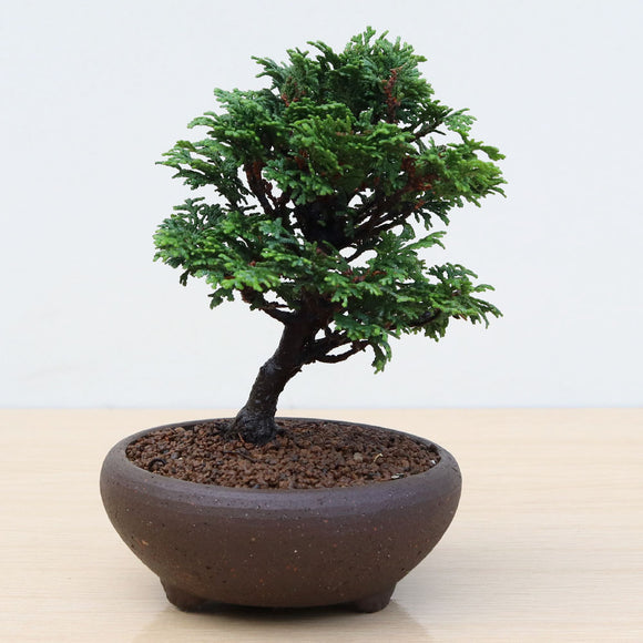 (B) HINOKI CYPRESS (Chamaecyparis obtusa)
