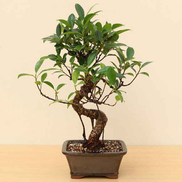 (B1) BANYAN FIG (Ficus retusa)