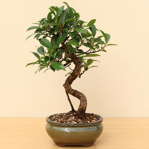 (B2) BANYAN FIG (Ficus retusa)