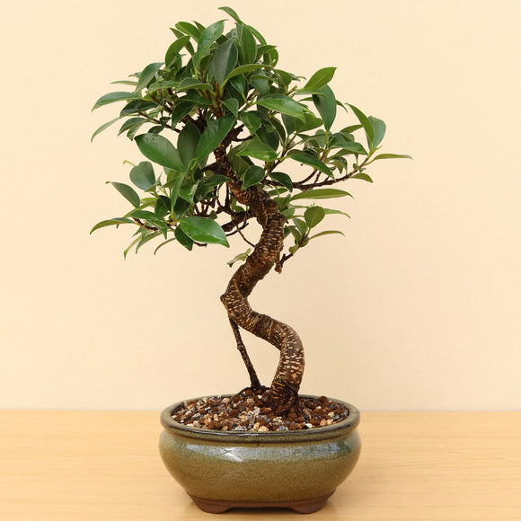 (B2) BANYAN FIG (Ficus retusa)