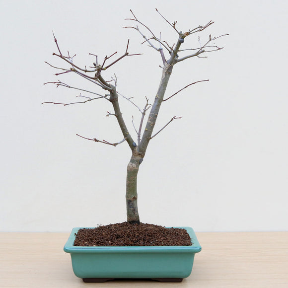 (B2) JAPANESE RED MAPLE (Acer palmatum 'Deshojo')