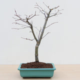(B2) JAPANESE RED MAPLE (Acer palmatum 'Deshojo')