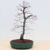 (B3) JAPANESE RED MAPLE (Acer palmatum 'Deshojo')