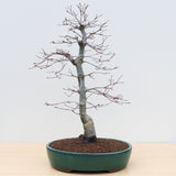 (B3) JAPANESE RED MAPLE (Acer palmatum 'Deshojo')