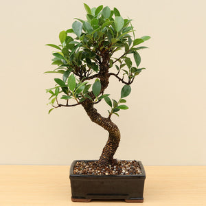 (B3) BANYAN FIG (Ficus retusa)