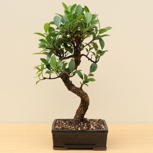 (B3) BANYAN FIG (Ficus retusa)