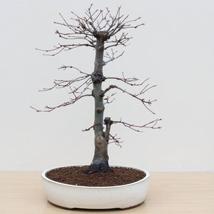 (B4) JAPANESE RED MAPLE (Acer palmatum 'Deshojo')