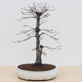 (B4) JAPANESE RED MAPLE (Acer palmatum 'Deshojo')