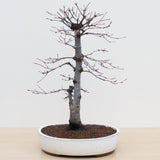 (B4) JAPANESE RED MAPLE (Acer palmatum 'Deshojo')