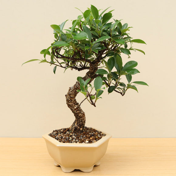 (B4) BANYAN FIG (Ficus retusa)