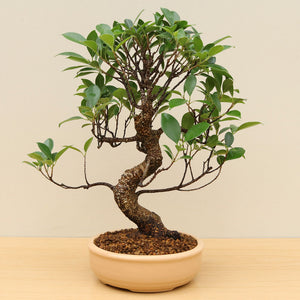 (B5) BANYAN FIG (Ficus retusa)