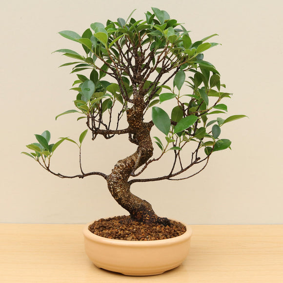 (B5) BANYAN FIG (Ficus retusa)