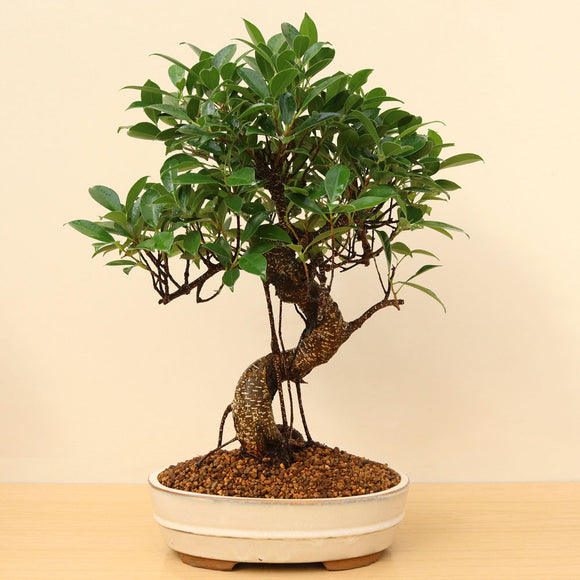 (B6) BANYAN FIG (Ficus retusa)