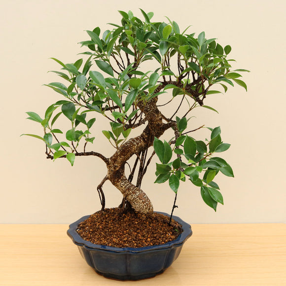 (B7) BANYAN FIG (Ficus retusa)