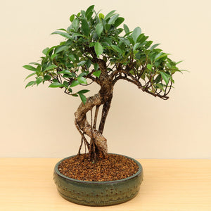 (B8) BANYAN FIG (Ficus retusa)