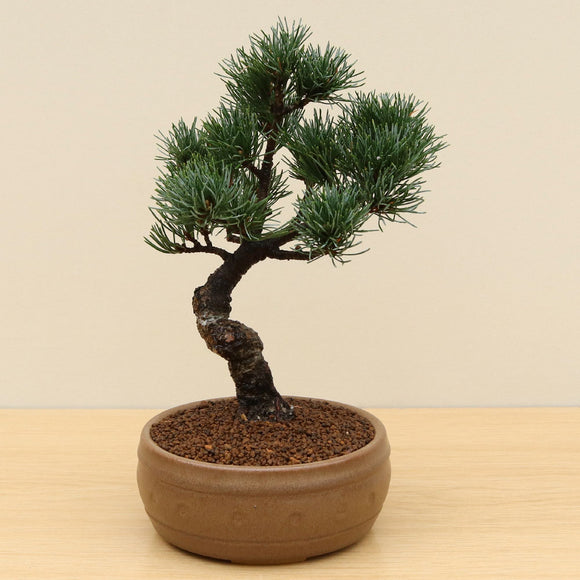 (C) JAPANESE WHITE PINE (Pinus parviflora)