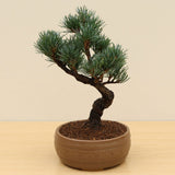 (C) JAPANESE WHITE PINE (Pinus parviflora)