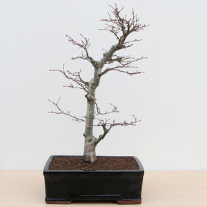 (C1) SEIGEN JAPANESE MAPLE (Acer palmatum 'Seigen')
